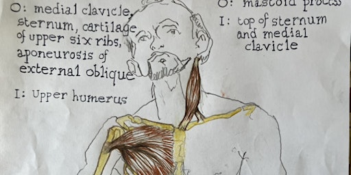 The Anatomy of Life Drawing | Birchwood Art Studio
