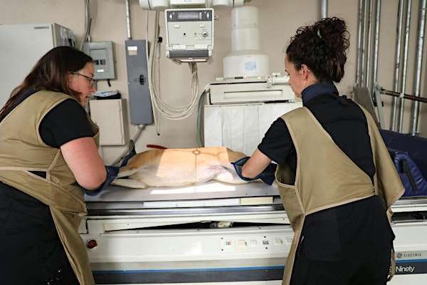 Vet Tech  CE Event -Perfect Pawsition: Mastering Small Animal Radiographs | Animal Imaging