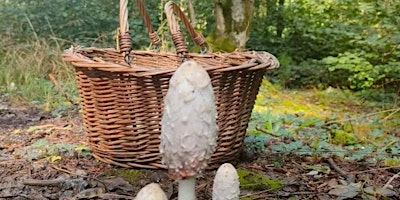 Autumn Wild Food Forage Course | The Vench - Adventure Playground & Community Centre