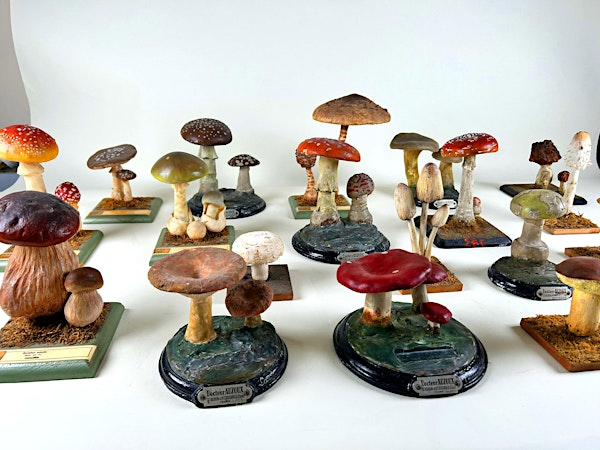 The Auzoux Project | Whipple Museum of the History of Science