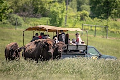 Bison Tasting & Tour | Wild Winds Buffalo Preserve