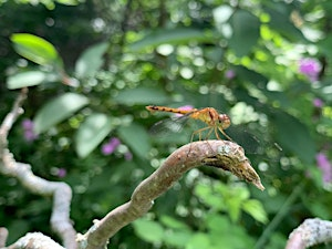 Could your yard support dragonflies? A biodiversity workshop | Lakeside Community Garden