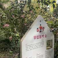 [식물&꽃들로 힐링하는 공간] 제주 카멜리아힐
