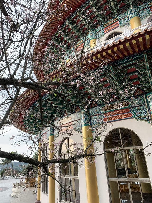 櫻花🌸盛開時｜台北天元宮