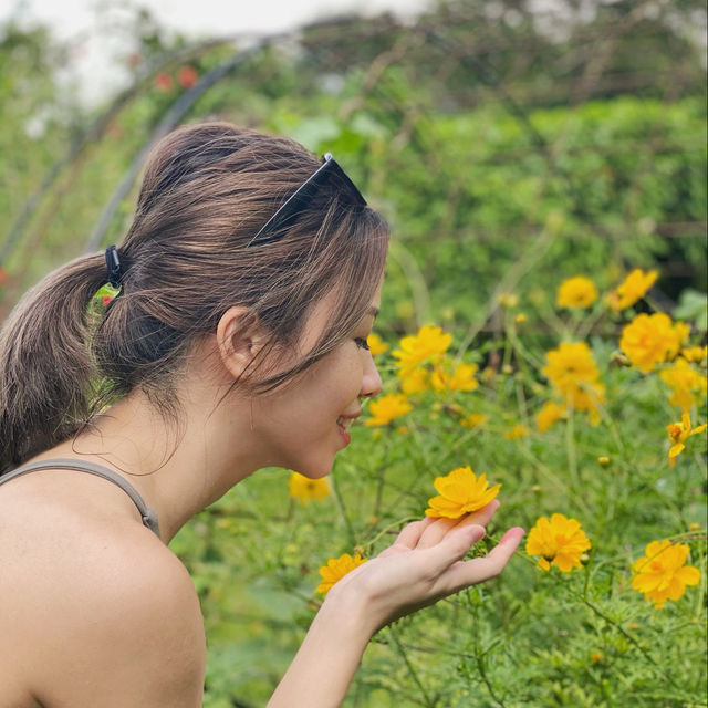 Organic farm and yummy fresh food