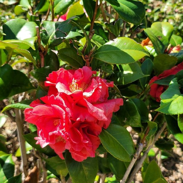 賞花好去處 ～ 中山紀念公園 