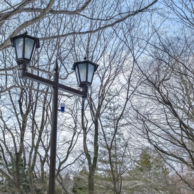 冬の円山公園