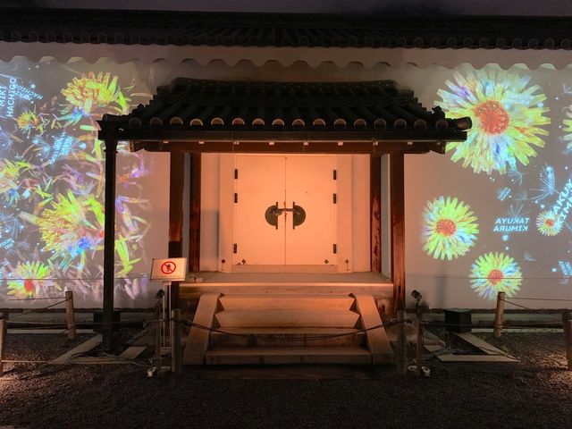 京都　SAKURA 桜めぐり❗️二条城のライトアップされた夜桜に感動❗️