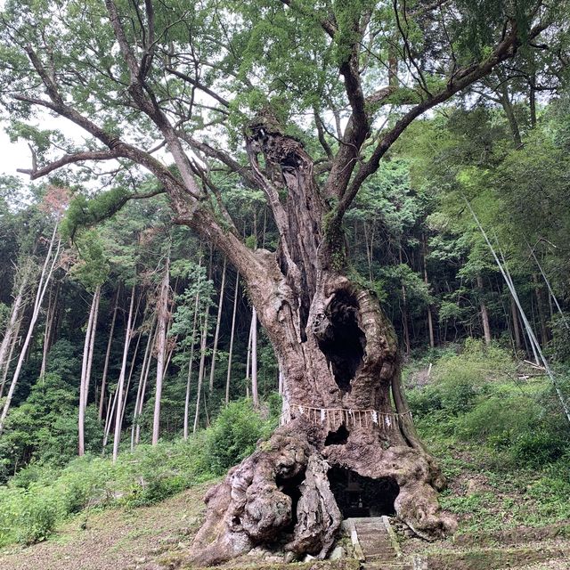 다케오의 거대한 녹나무 : 다케오 신사