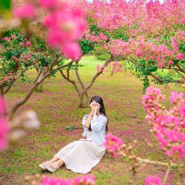 💝 여름의 분홍꽃 배롱나무가 가득한 [경주, 첨성대]