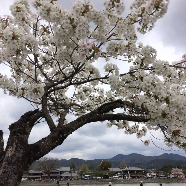 Osaka Castle Park