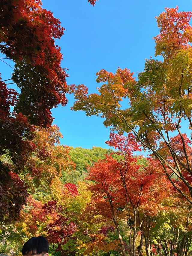 서울 근교 단풍 명소 추천:: 곤지암 화담숲