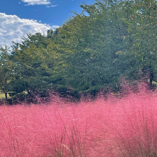 핑크 뮬리의 계절💗올림픽공원에서 만날 수 있어요