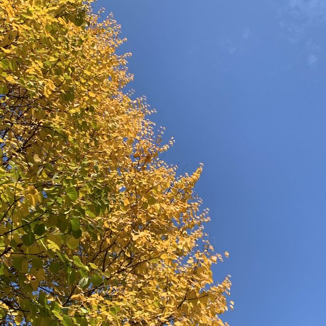 단풍 명소로 유명한 용인 호암 미술관 