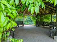 สวนพฤกษศาสตร์สิงคโปร์ (Singapore Botanic Gardens)