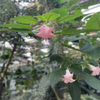 양주여행 필수코스 카페안에 식물원이?!! 오랑주리🌿