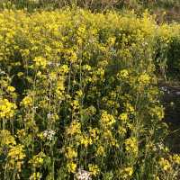 제주 애월 유채꽃이 가득한, 한담해안산책로 🌼