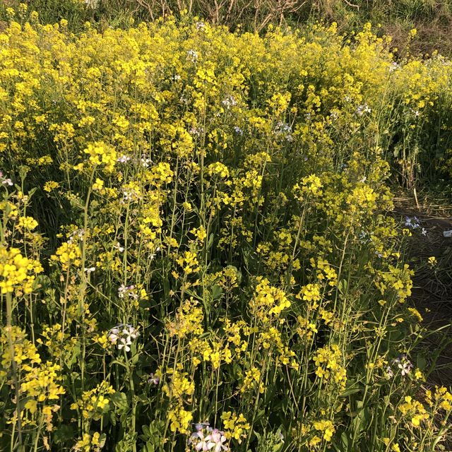 제주 애월 유채꽃이 가득한, 한담해안산책로 🌼
