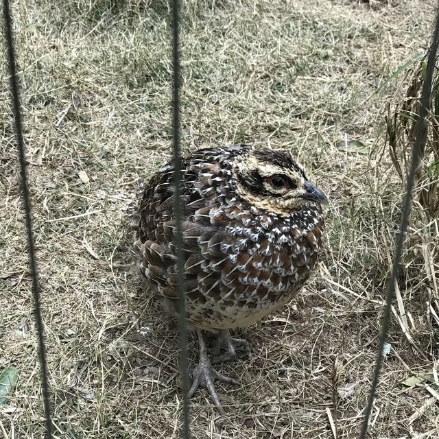 深圳野生動物園🤩深受旅客🧳歡迎