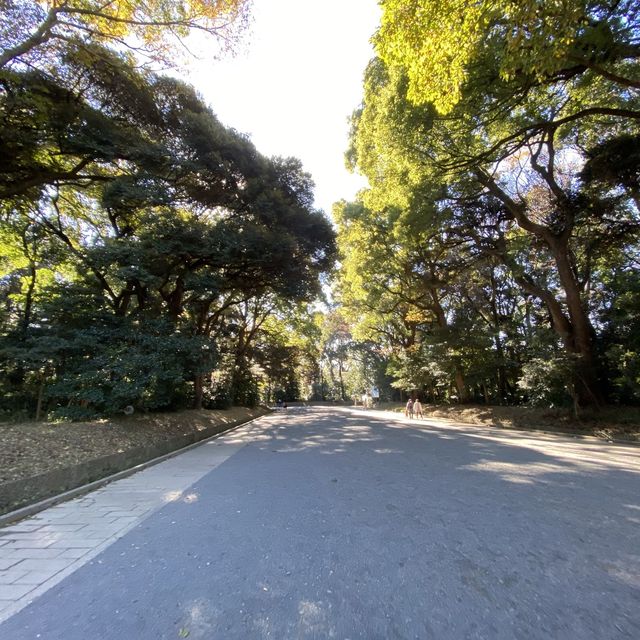 紅葉の明治神宮参道