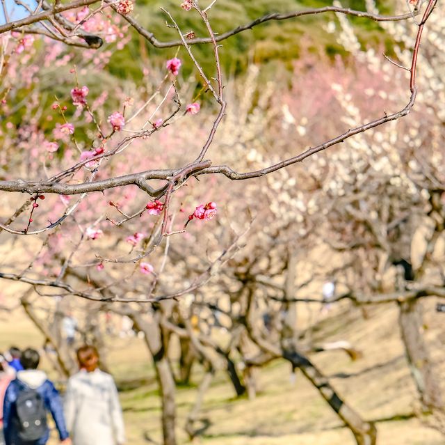 根岸森林公園の梅林の中を散策