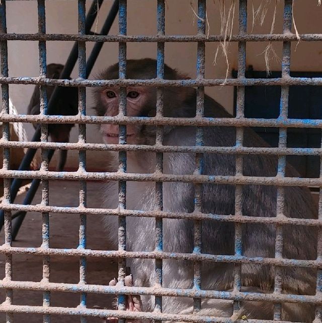 Bangladesh Dhaka International zoo 