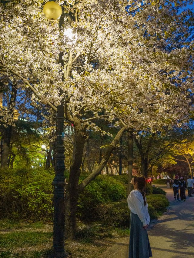 서울 벚꽃 야경 명소는 석촌호수🌸