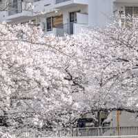 目黒川雅叙園マンション前付近の桜