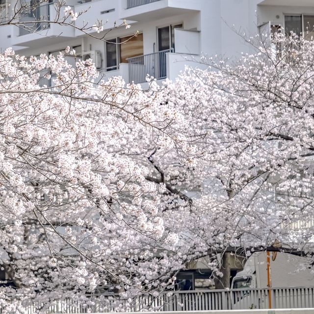 目黒川雅叙園マンション前付近の桜