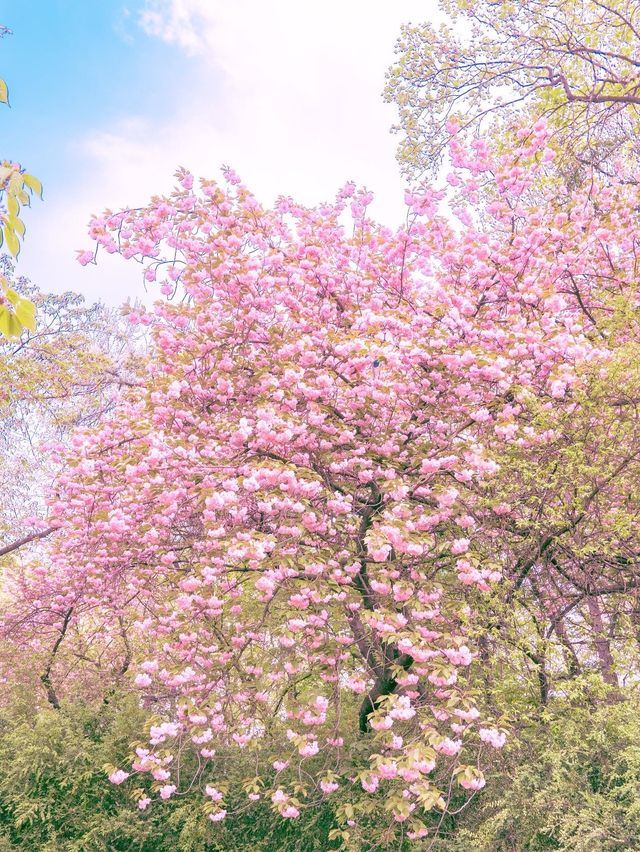 겹벚꽃 명소, 어린이대공원