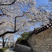 벚꽃길 산책은 청와대 앞길로 🌸
