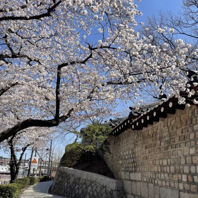 벚꽃길 산책은 청와대 앞길로 🌸