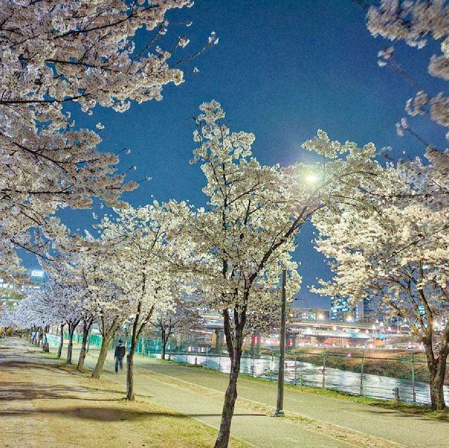 [서울] 중랑천에서 즐기는 봄
