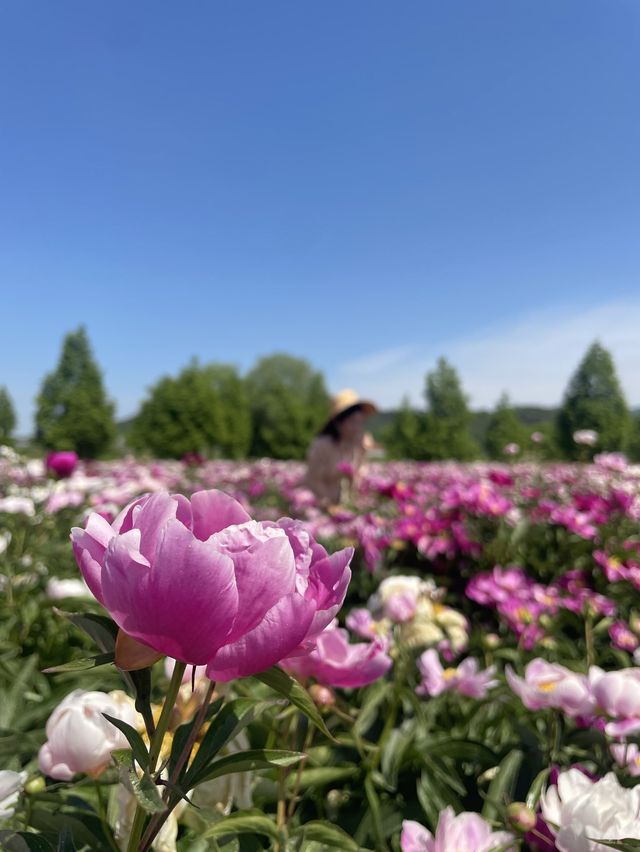 작약꽃밭 구경하고 가세요 💕