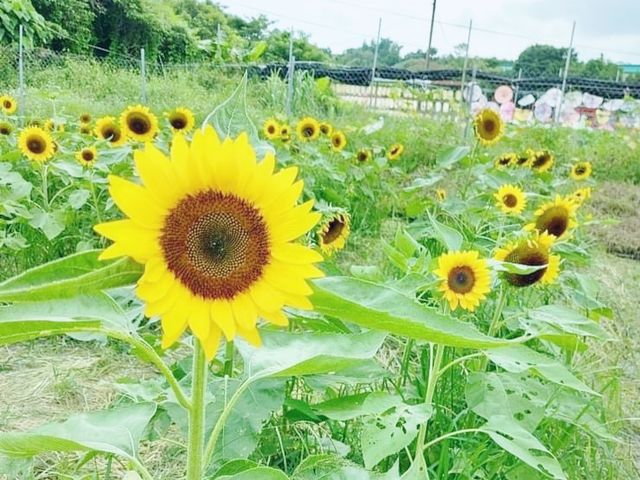 信芯園賞花好去處