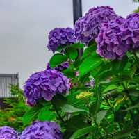 不忍池を望む紫陽花