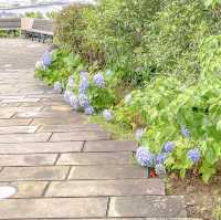グラバー園上の方での紫陽花巡り