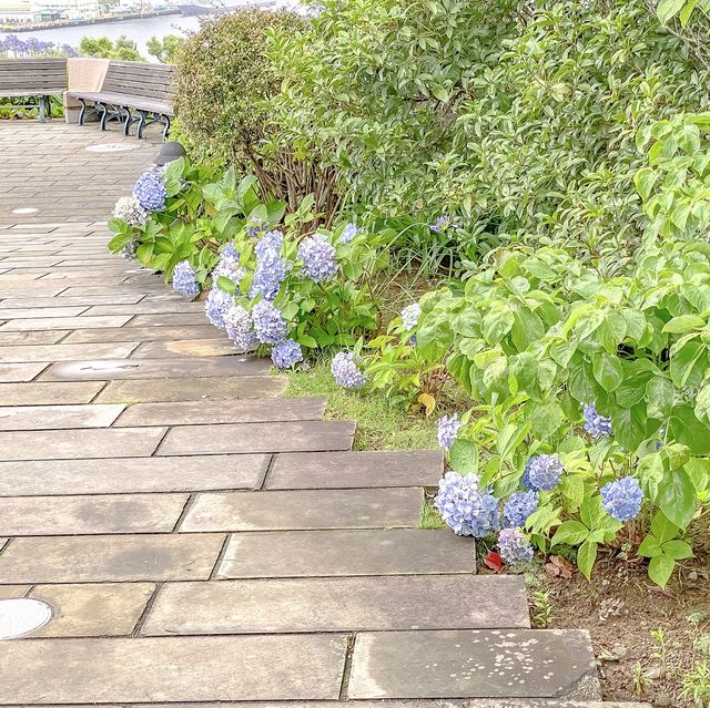 グラバー園上の方での紫陽花巡り
