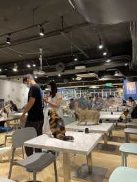 觀塘可愛貓貓cafe之urban cafe