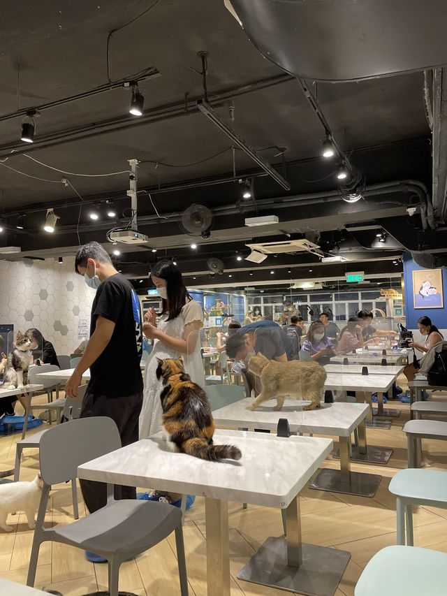 觀塘可愛貓貓cafe之urban cafe