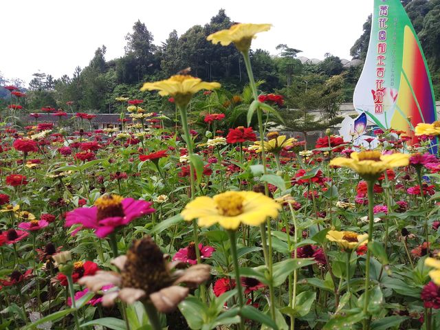 Betong Winter Flower Garden