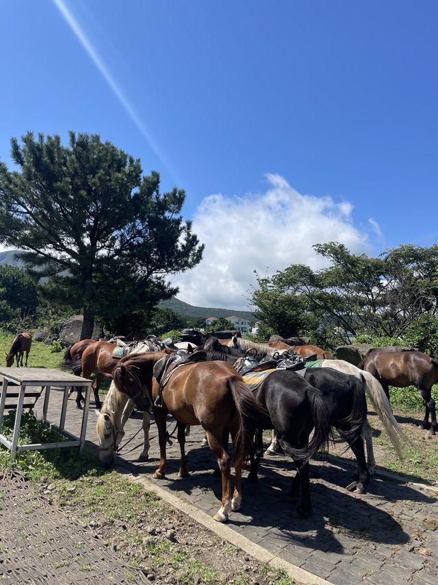 제주 승마체험을 할 수 있는 어승생승마장