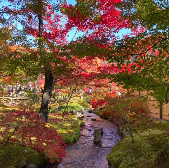 【京都府】秋は「もみじの永観堂」へ