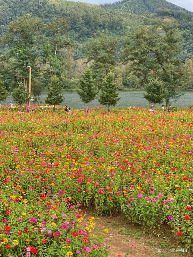 서울 근교에 이렇게 넓은 백일홍 꽃밭이 있다고? 💐