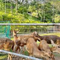 Perfect Family Day Staycation at Perak!!! 