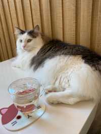 貓貓Cafe