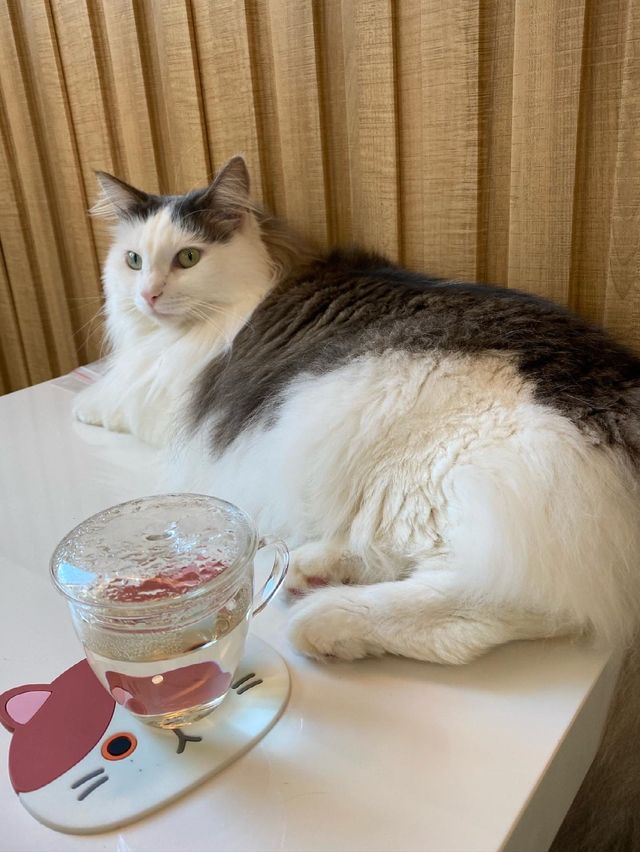 貓貓Cafe