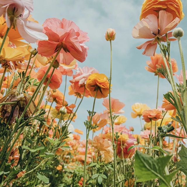 Instagrammable flower farm