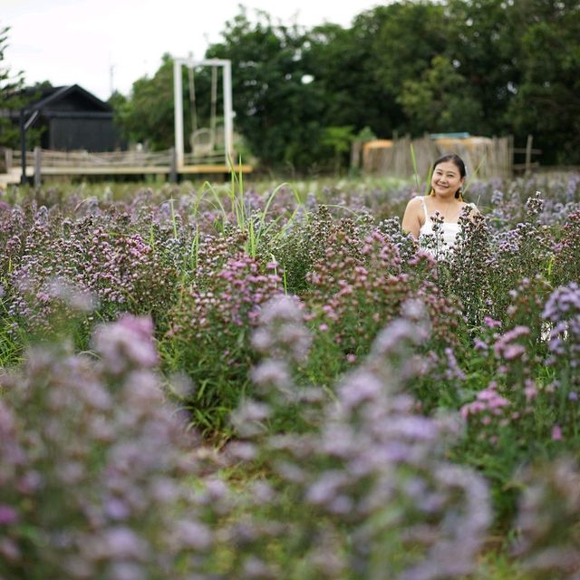 จิบกาแฟ ชมทุ่งดอกไม้ ที่ Stardoi Flower Farm