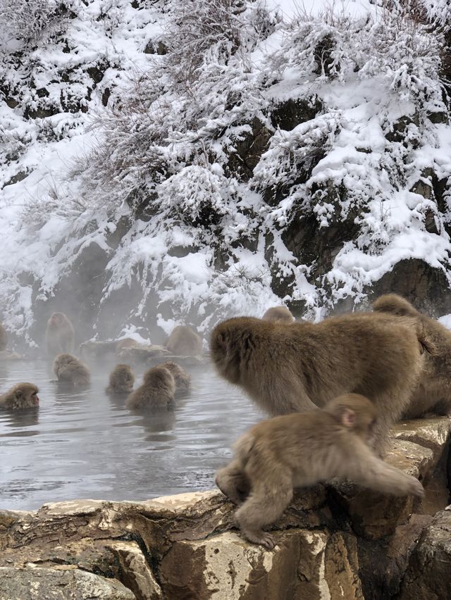 Monkey Paradise in Winter, Tokyo 